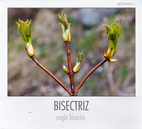 BISECTRIZ