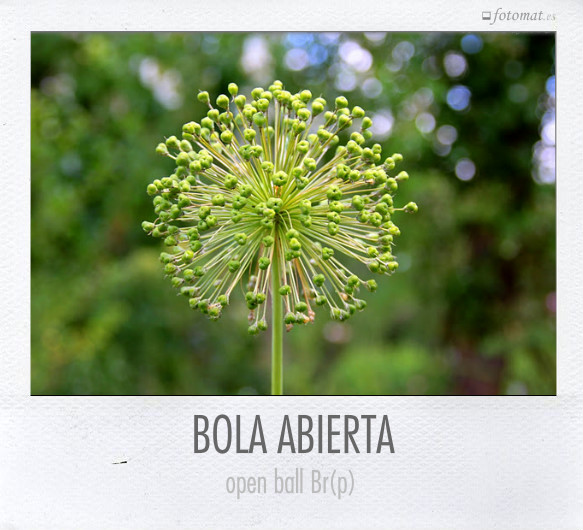 BOLA ABIERTA