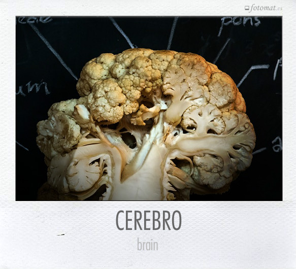 CEREBRO