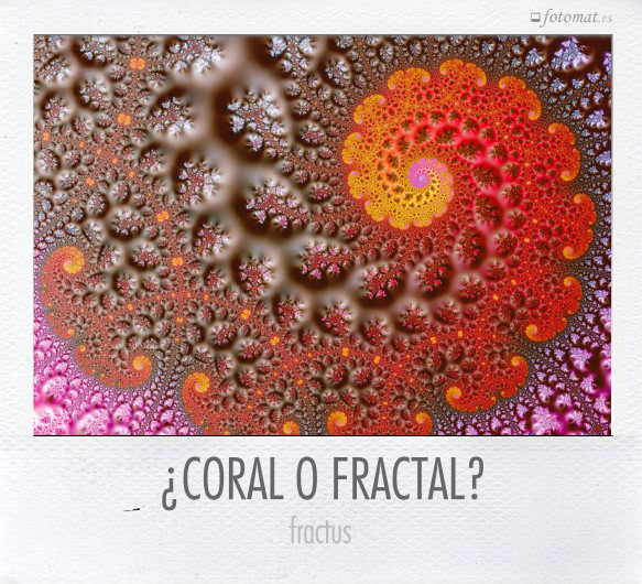 ¿CORAL O FRACTAL?