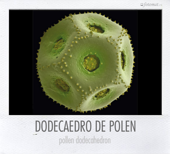 DODECAEDRO DE POLEN