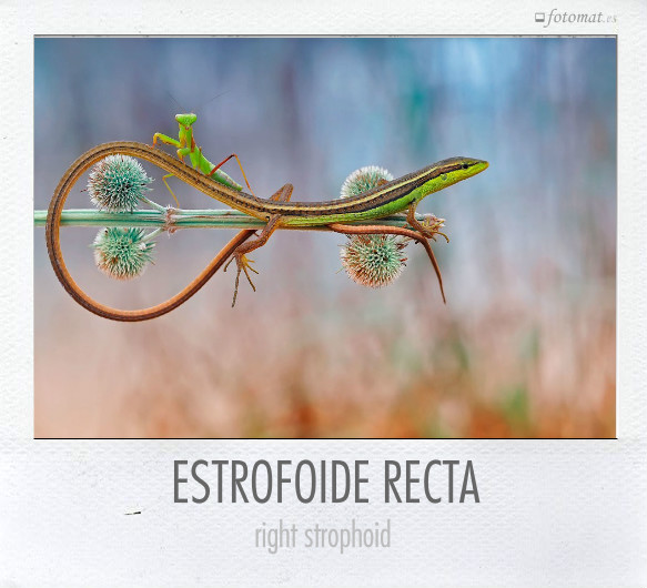 ESTROFOIDE RECTA