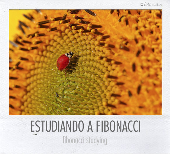 ESTUDIANDO A FIBONACCI