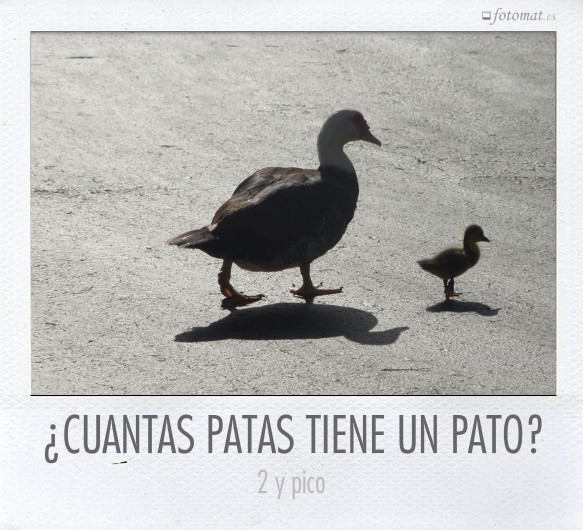 ¿CUANTAS PATAS TIENE UN PATO?