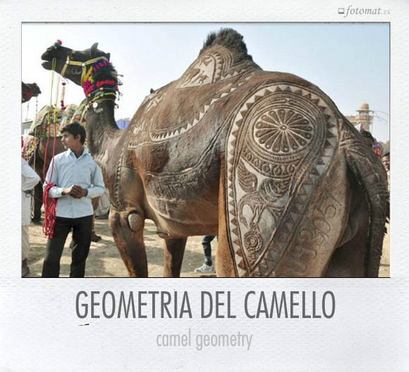 GEOMETRÍA DEL CAMELLO