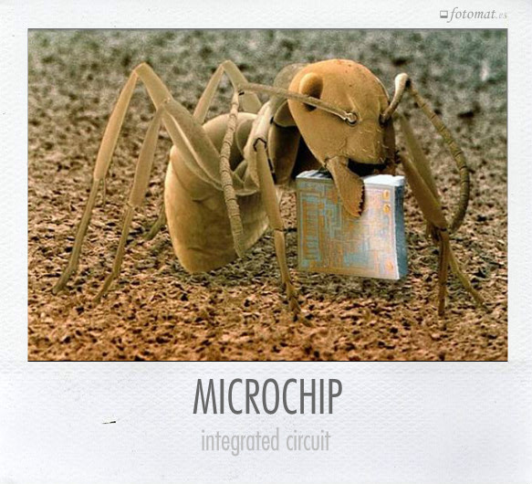 MICROCHIP