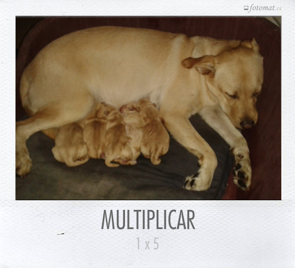 MULTIPLICAR