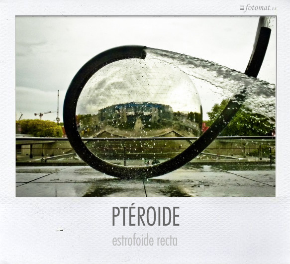 PTÉROIDE