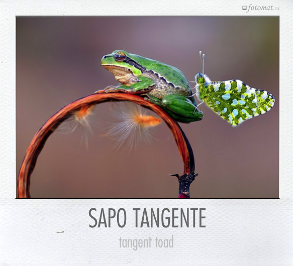 SAPO TANGENTE