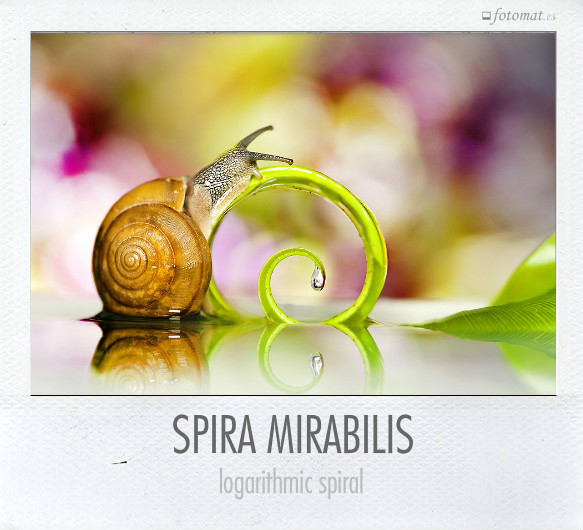 SPIRA MIRABILIS