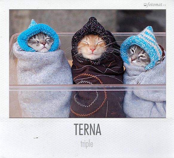 TERNA